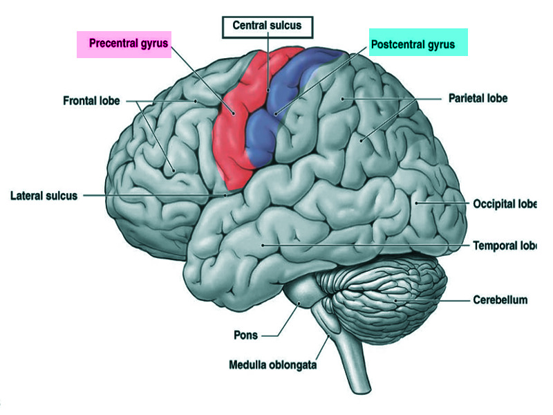 <p>Separates <strong><mark data-color="yellow" style="background-color: yellow; color: inherit;">frontal &amp; parietal</mark></strong> lobes</p><p>Pre-central gyrus - primary motor cortex</p><p>Post-central gyrus - Primary somatosensory cortex</p>