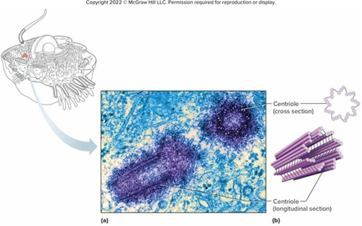 <p>They produce spindle fibers during cell division, distributing chromosomes to forming daughter cells.</p>