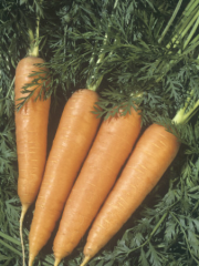 <p>food storage roots</p>