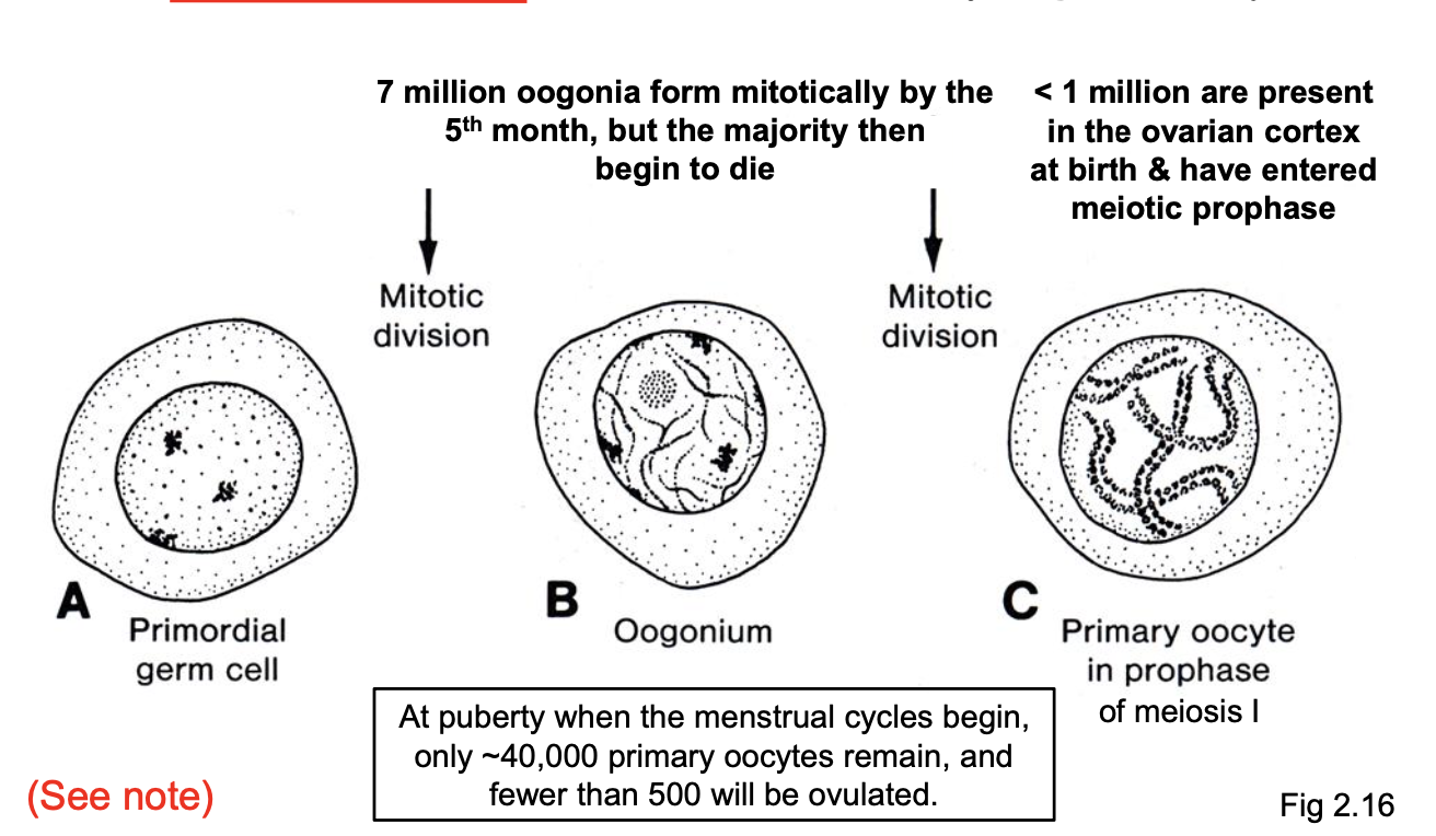 <p><strong>Proliferation of primordial germ cells &amp; Arrest of primary oocytes at meiosis 1 prophase. (LEC OBJ)</strong></p><ul><li><p>replicate</p></li><li><p>prophase of meiosis I</p></li><li><p>only ~40,000 from 7mil</p></li><li><p>ovulated</p></li><li><p></p></li><li><p>By 5th month, 7 million primordial germs cells form from mitosis.</p></li><li><p>Start differentiating and become Oogonium</p></li><li><p>All Oogonium that survive go into meiosis and reside in ovary and stay in prophase of Meiosis 1 for years until sperm comes.</p></li></ul><p></p>