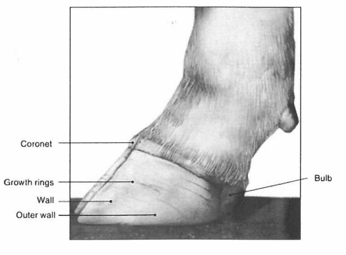 <ul><li><p>Wall: visible outer portion of the hoof</p></li><li><p>Bulbs of the heels: soft expanded part on caudal aspect of hoof</p></li><li><p>Coronet/coronary band: where hair meets hoof; hoof grows downward from here (like human cuticles)</p></li></ul><p></p>