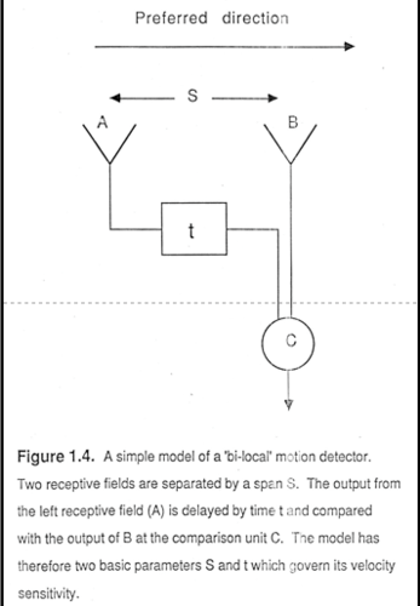 <p>• Delay and compare model</p><p>-Unit C "multiples" the impulse from both neurons</p><p>This one has a preferred direction of left to right</p><p>-time delay means when moves from left toright both impulses reach C at same time leading to large impulse</p><p>-whereas right to left increases the differences between the impulses so each one is "with a zero"</p><p>To too get opposite efffect flip them over or stick delay on b</p><p>This explains apparent motion just need smth here and then little time after here</p><p>-the stuff in berween doesn't count</p><p>-just need time and distances to be correct</p>