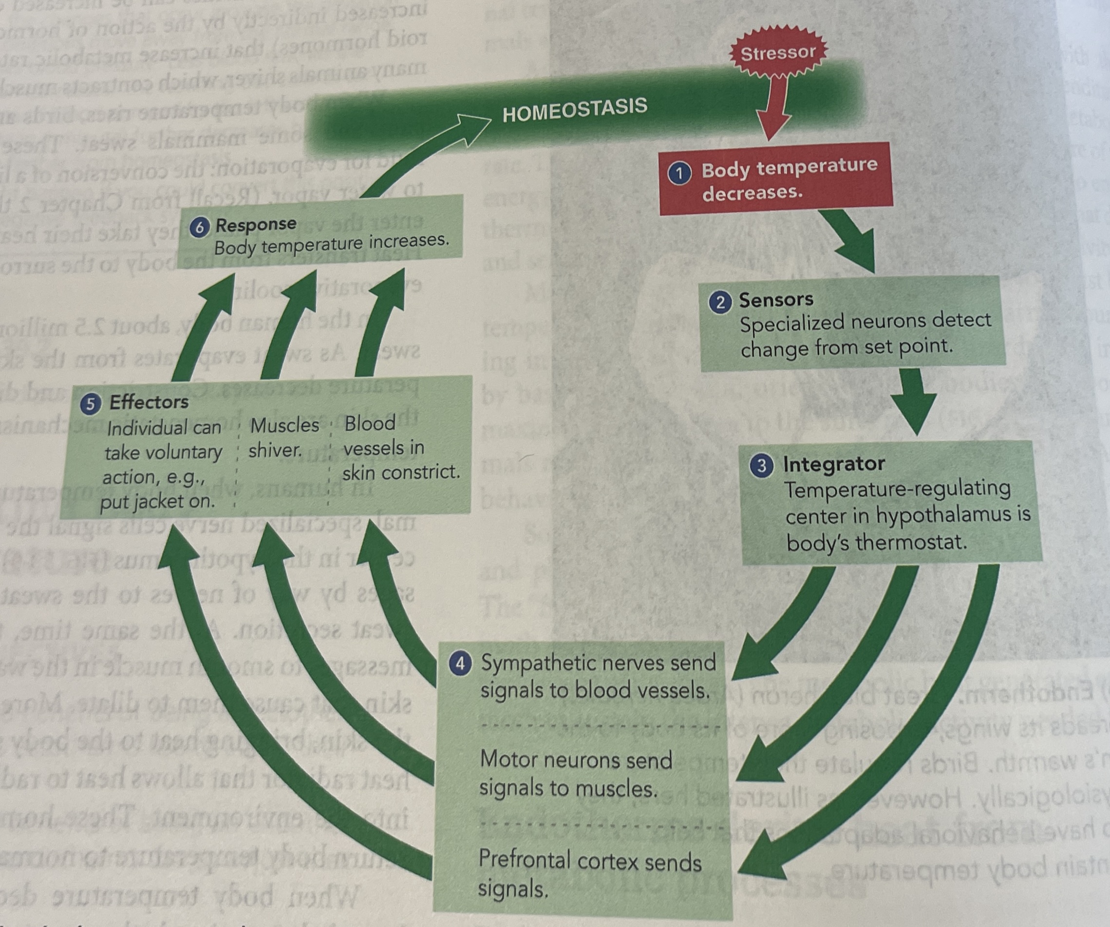 stressor


1. -
2. sensor
3. integrator
4. -
5. effectors
6. Responce