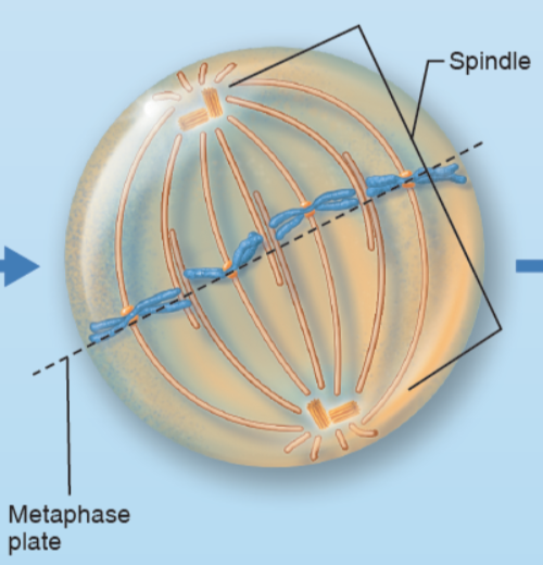 <p>What stage of mitosis is shown here?</p>