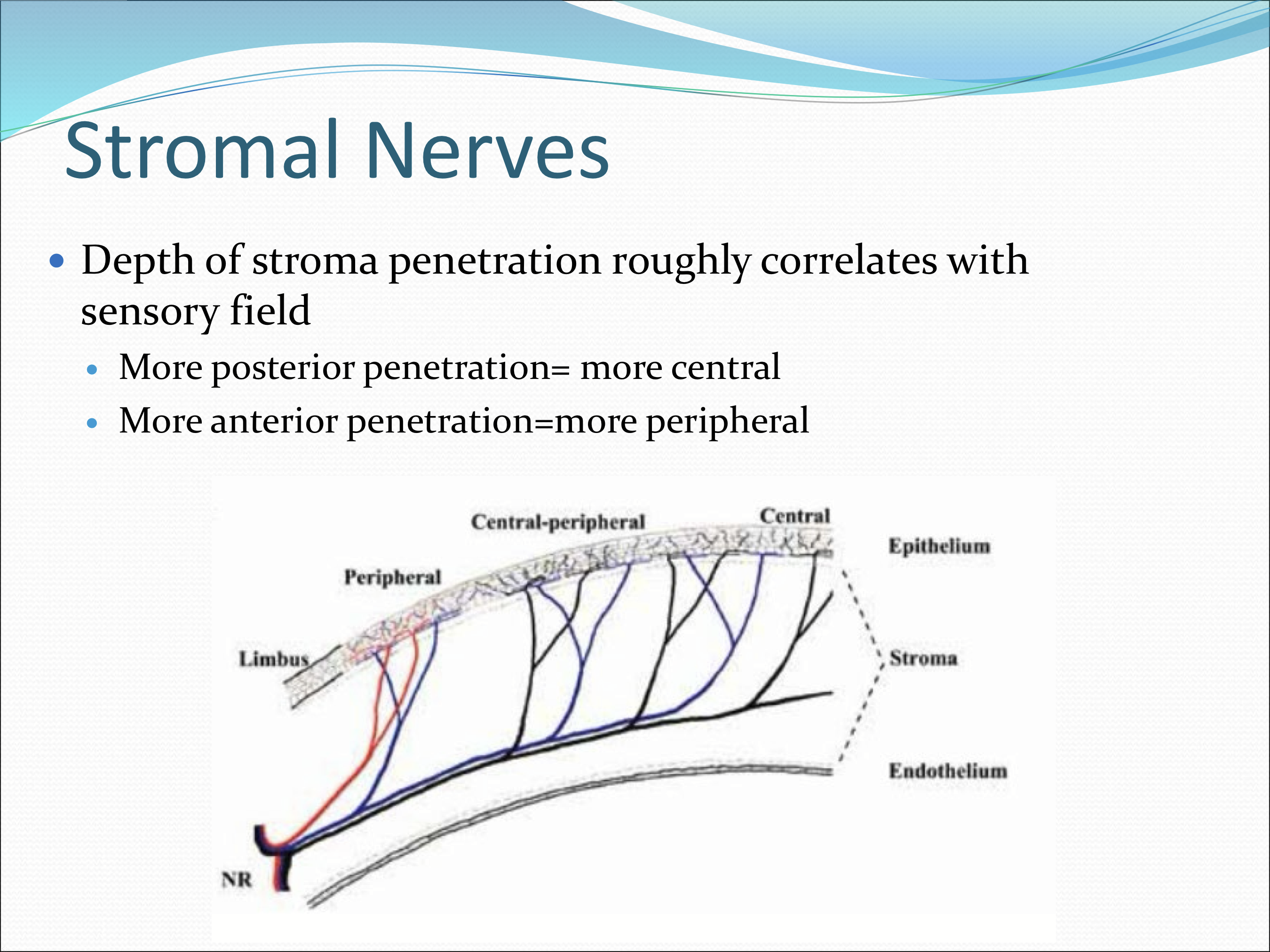 <p>It correlates with larger sensory fields and innervation of central areas of the cornea. </p>