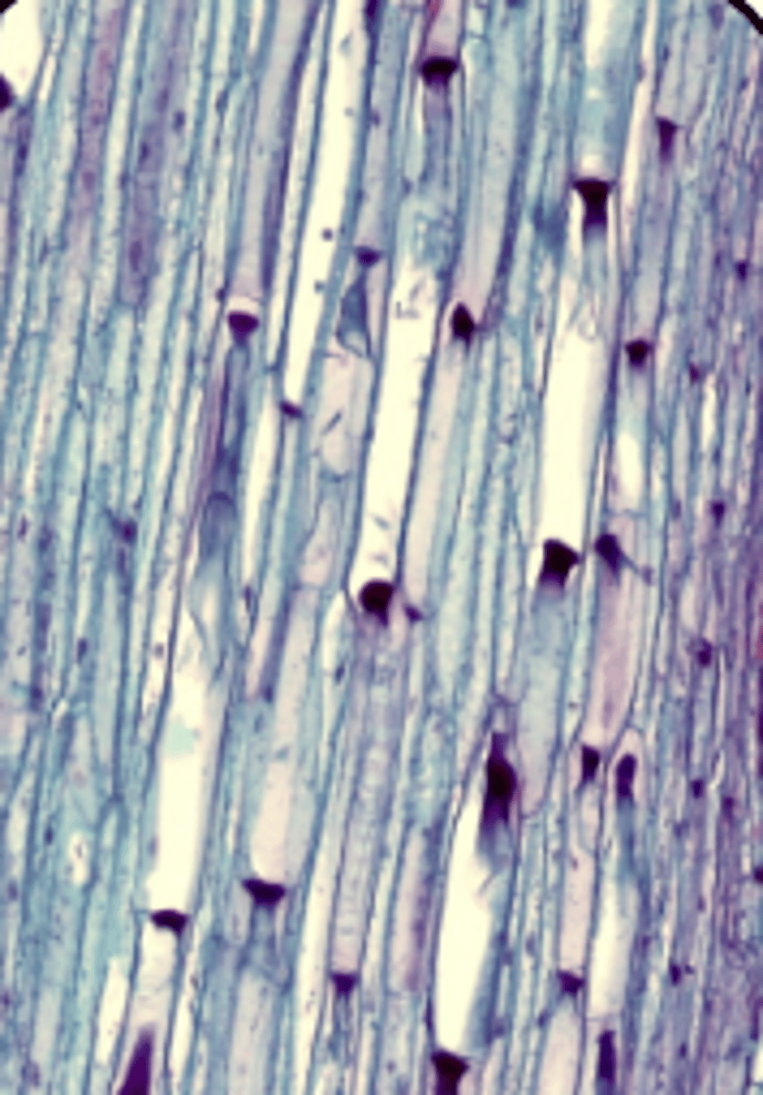 knowt flashcard image