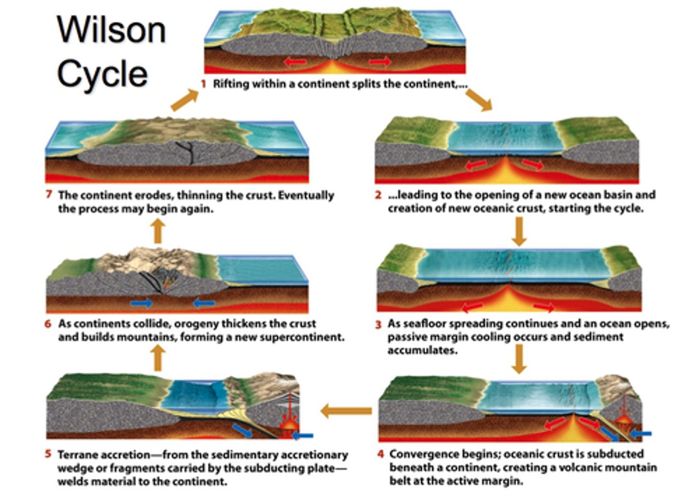 <p>The cyclical opening and closing of ocean basins caused by movement of Earth's tectonic plates from diverging to converging</p><p>Cycle of:</p><p>Continental break-up</p><p>Rifting, MOR spreading</p><p>Subduction, collision</p><p>Closure of ocean basins</p>