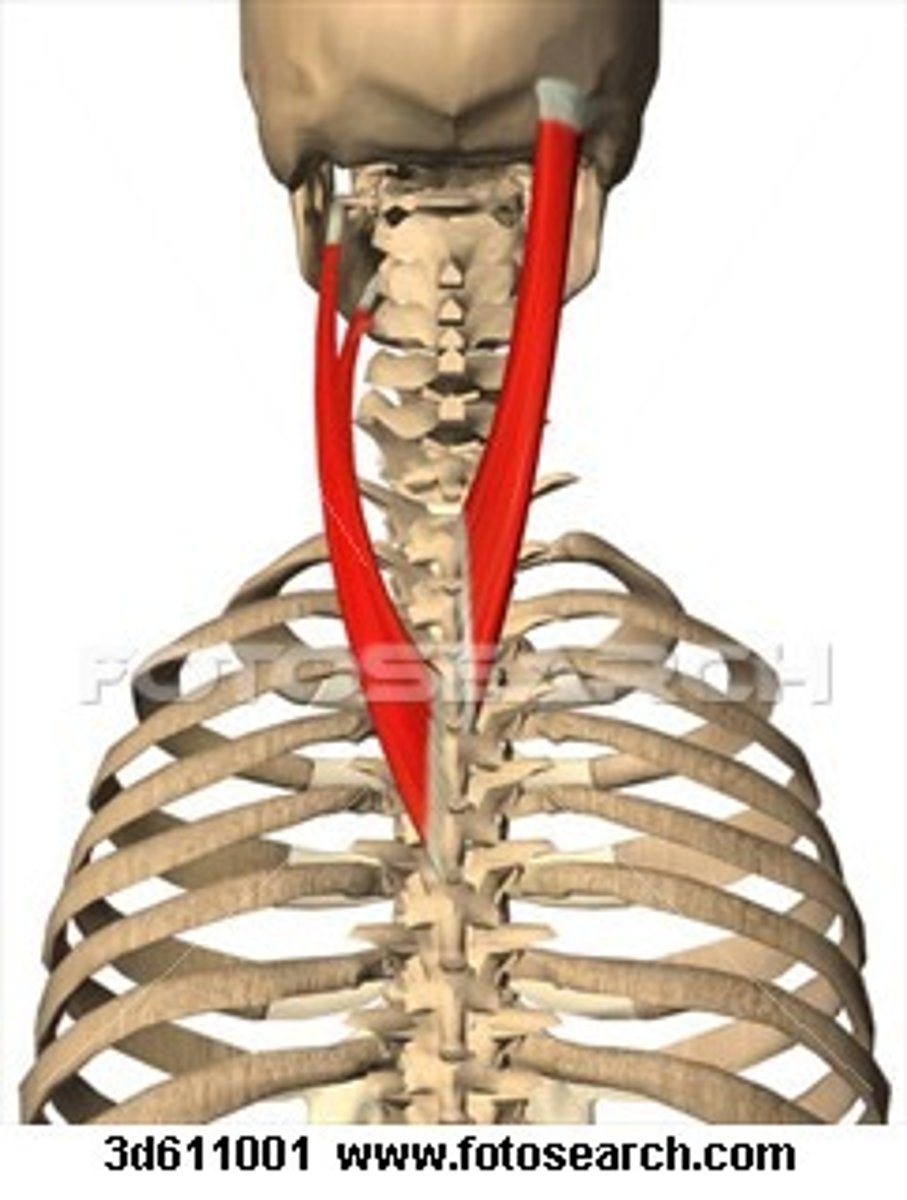 <p>splenius capitis and splenius cervicis are</p>