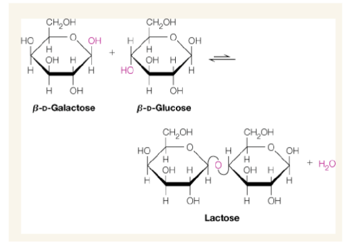 <p>here in the example, the reducing end of Galactose interacts with C4 of Glucose to form lactose and eliminate one water</p>