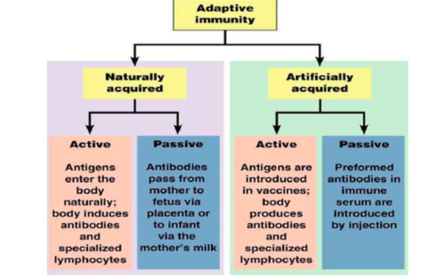 <p>Antibodies gathered from a human or other animal and are injected into an individual. Ex.) immune serum</p>