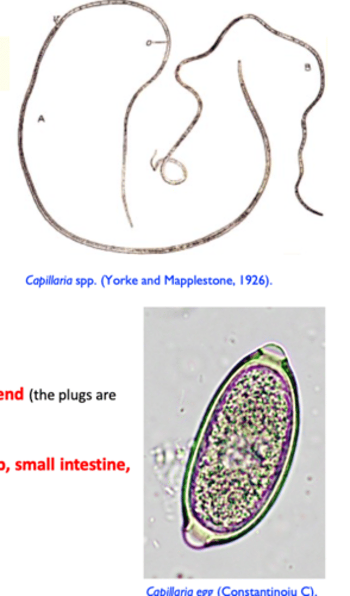 <p>Small and slender parasites (capillary body difficult to see with the naked eye), similar to Trichuris;</p><p>Size: extremely thin worms (capillary);</p><p>Eggs similar to those of Trichuris</p><p>• Thick shelled, barrel shape with a plug at each end</p>