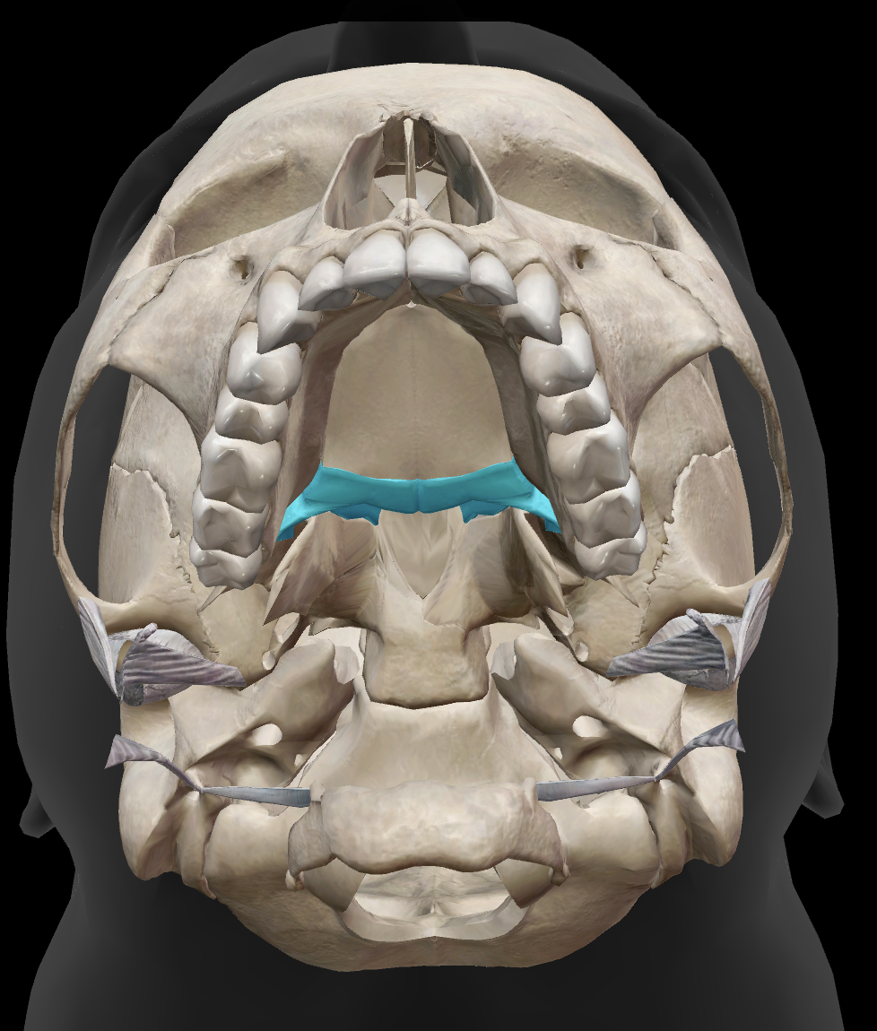 <p>What bone is this?</p>
