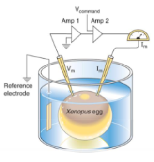 <ul><li><p>two electrode voltage clamp </p></li><li><p>uses two microelecrodes (voltage to measure membrane potential and current to hold membranr at commanded voltage)</p></li><li><p>used xenopus oocytes as they are very large and have few endogenous ion channelss, can be injected with mRNA or DNA that encodes specific ion channels</p></li></ul><p></p>