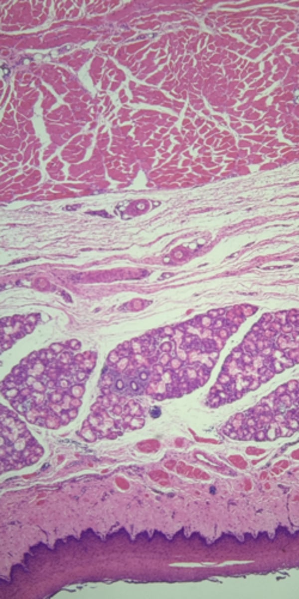 <p>name the tissue</p>