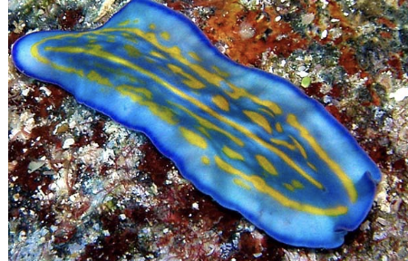 <p>“Flatworms” in Lophotrochozoa; Acoelomates; live in aquatic and damp terrestrial environmentsl; lack circulatory system; some species are free-living and others are parasites</p>