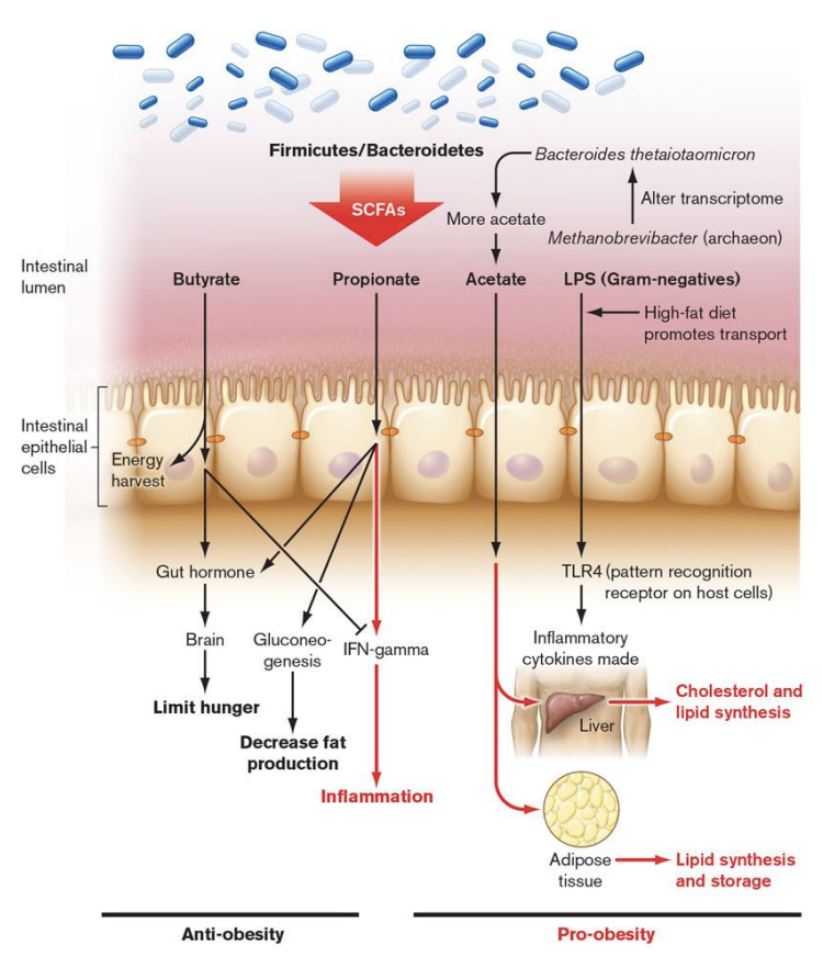 <p>Our microbiome influences our phenotype – How? </p><ul><li><p>through ________: <strong>by-products of microbial fermentation </strong></p></li><li><p>Some<strong> trigger anti-inflammatory immune pathways </strong>(butyrate and sometimes propionate)</p></li></ul><p></p>