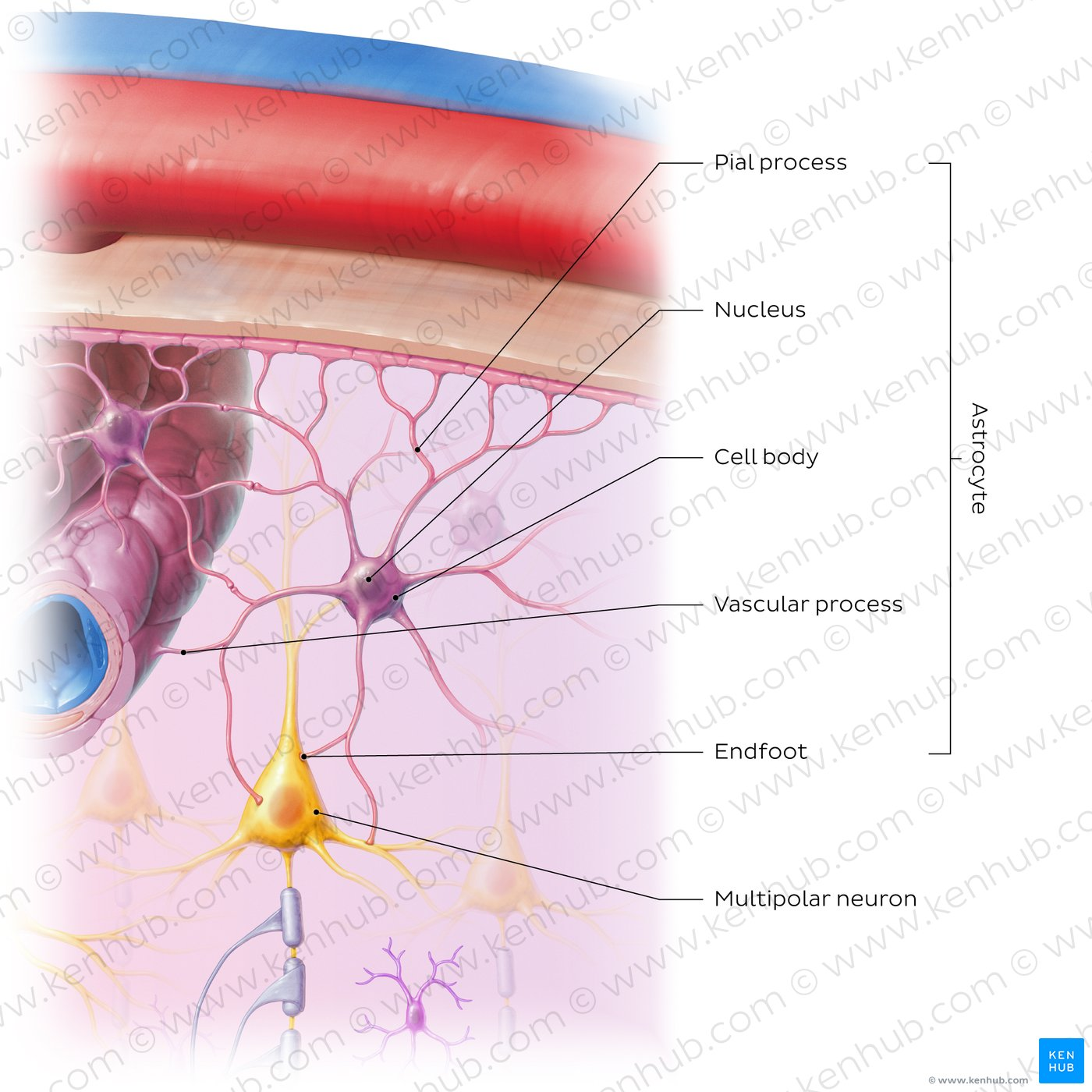 <p>What is an astrocyte and what does it do?</p>