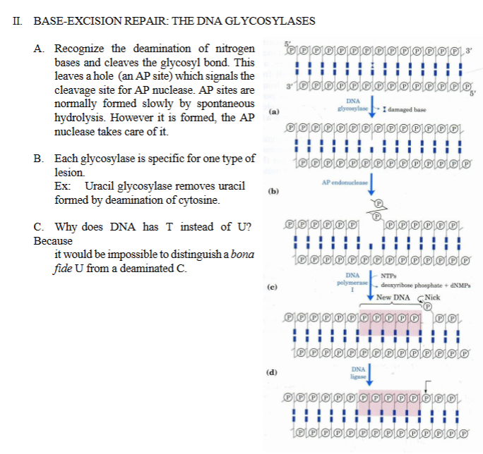 <p>II. BASE-EXCISION REPAIR: THE DNA GLYCOSYLASES</p><ol><li><p><strong>DNA Glycosylases</strong> recognize the<strong> deamination of nitrogen bases </strong>(cytosine → uracil) </p></li></ol><ol start="2"><li><p>DNA glycosylase cleave <strong>the glycosyl bond </strong>(each base is attached to the sugar through a glycosyl bond, DNA glycosylase cuts this bond, removing the base only)<strong>.</strong> </p></li><li><p>This leaves a hole (an AP site) which signals the cleavage site for AP nuclease. AP sites are normally formed slowly by spontaneous hydrolysis. However it is formed, the AP nuclease takes care of it ( <strong>AP endonuclease</strong> recognizes this “hole” and <strong>cuts the DNA backbone</strong> next to it, This creates an opening so <strong>DNA polymerase</strong> can insert the correct base)</p></li></ol><p>AP = <strong>A</strong>purinic / <strong>A</strong>pyrimidinic<br>= a site where a <strong>base is missing</strong></p><p>B. Each glycosylase is specific for one type of lesion.</p><p>Ex: Uracil glycosylase removes uracil formed by deamination of cytosine. (deamination of cytosine → uracil)</p><p>C. Why does DNA has T instead of U? Because it would be impossible to distinguish a bonafide U from a deaminated C</p><p>.</p>