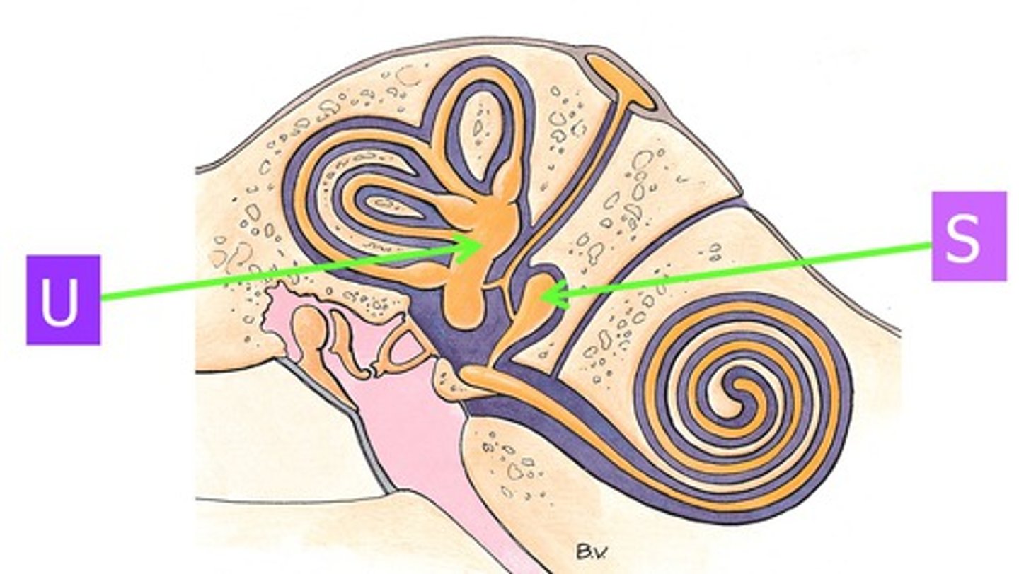 <p>the larger of two sacs within the membranous labyrinth of the vestibule in the inner ear</p>