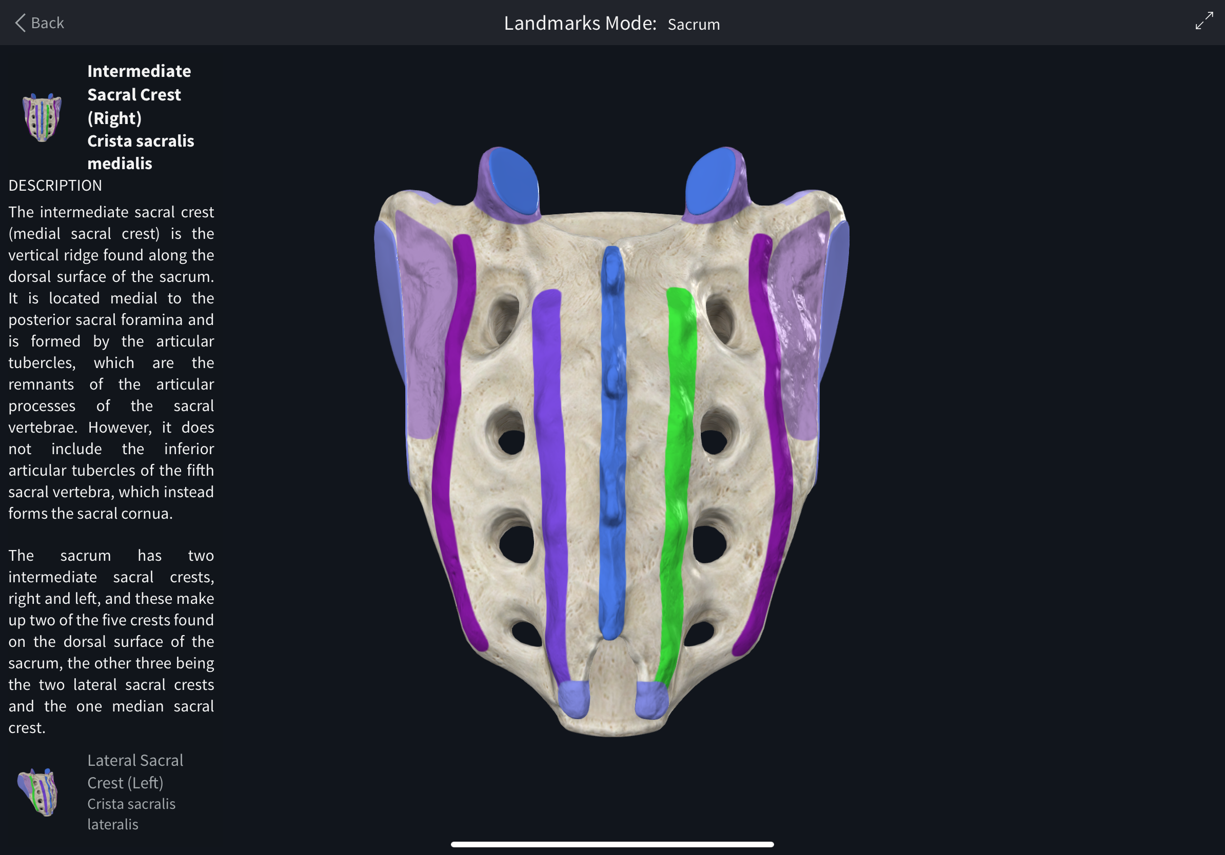 <p>Posterior crest formed by fused sacral articular processes.</p>