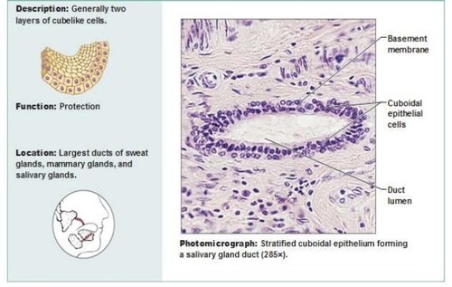 <p>Two layers of cube-like cells. Functions to protect large ducts of sweat glands, mammary glands, and salivary glands</p>