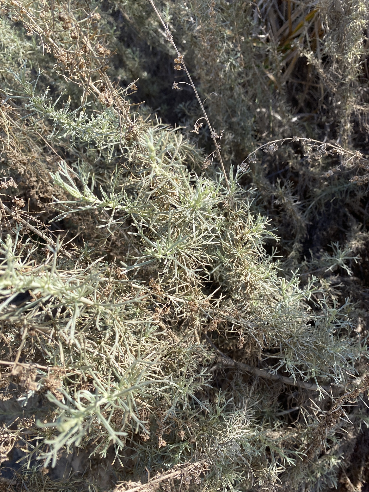 <p>thin linear leaves</p><p>shrubby form </p><p>small inconspicuous flowers, their asters btw</p>