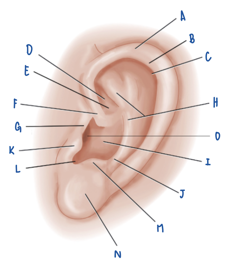 <p>Name the Part of the Pinna labeled O</p>