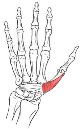 <p>Opponens Pollicis</p>