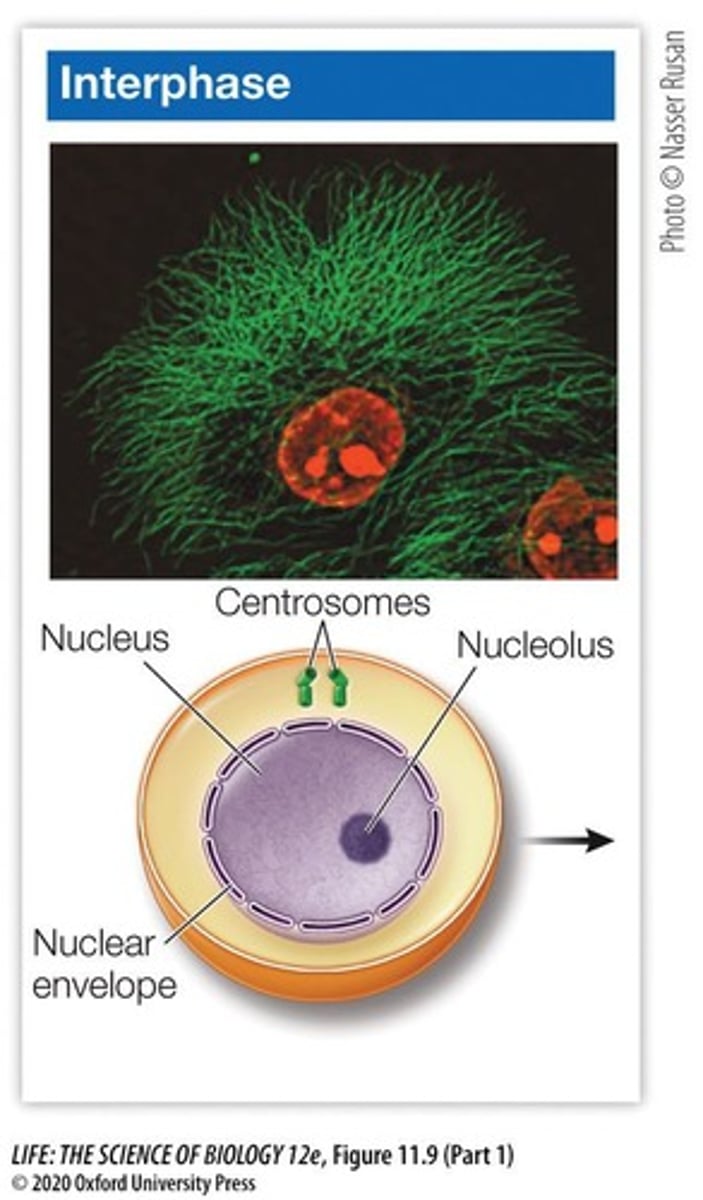 <p>Centrosomes organize microtubules and help position the spindle apparatus during cell division.</p>