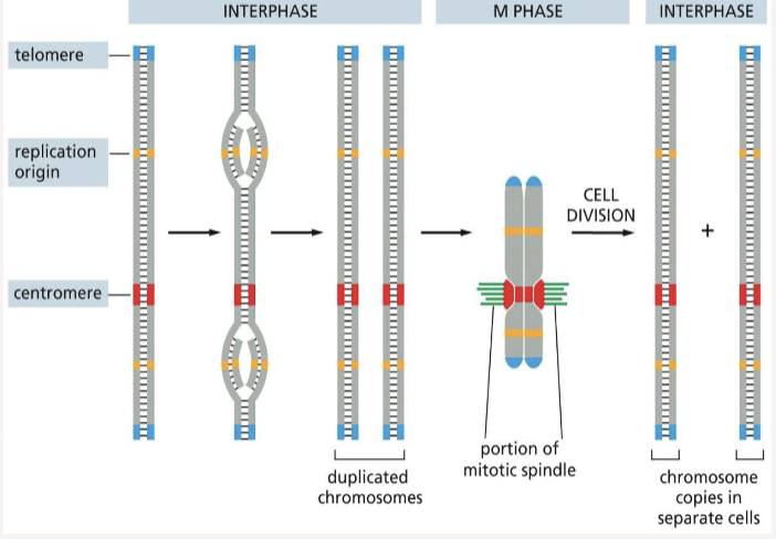 <p>allow duplicated chromosomes to be separated during M phase</p>
