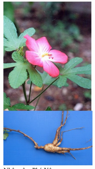 <p>Nhân sâm Phú Yên </p><p>(thổ hào sâm, sâm bố chính)</p>