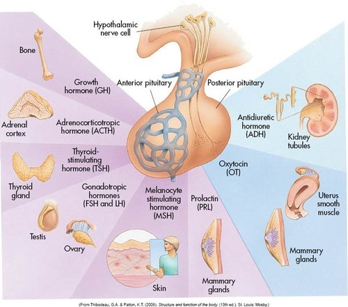 <p><strong>signal </strong><span style="color: blue"><strong>MANY</strong></span><strong> glands </strong>that secrete their OWN hormones</p>