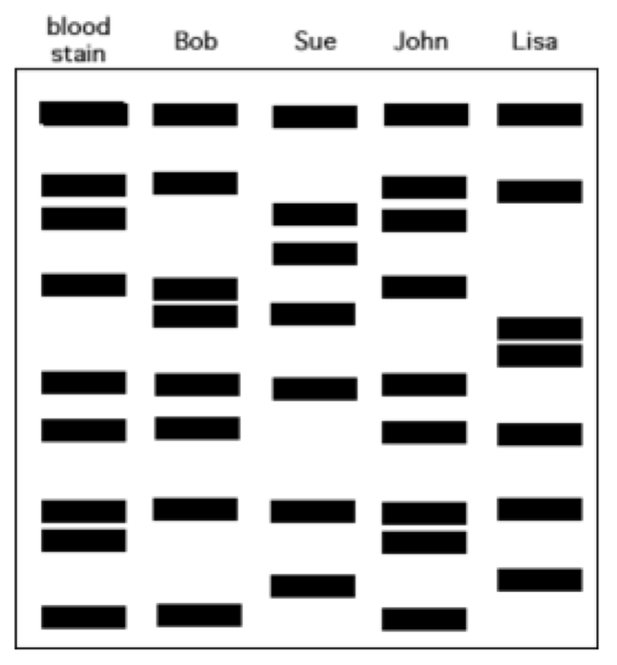 <p>72. Bob was found dead in his home.&nbsp; Crime scene analysis showed signs of a struggle.&nbsp; Blood was collected from the crime scene, the victim and three suspects.&nbsp; Which suspect likely committed the crime?</p><table style="min-width: 150px"><colgroup><col><col><col><col><col><col></colgroup><tbody><tr><td colspan="1" rowspan="1"><p class="p1">a.</p></td><td colspan="1" rowspan="1"><p class="p1">Sue</p></td><td colspan="1" rowspan="1"><p class="p3">c.</p></td><td colspan="1" rowspan="1"><p class="p1">John</p></td><td colspan="1" rowspan="1"><p class="p3">e.</p></td><td colspan="1" rowspan="1"><p class="p1">Lisa</p></td></tr></tbody></table><p></p>