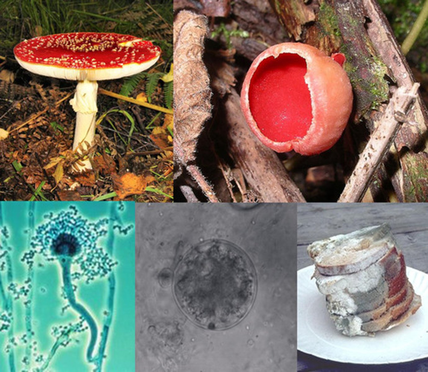<p>a parasitic plant lacking chlorophyll and leaves and true stems and roots and reproducing by spores</p>