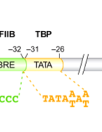 <p>part of core promoter; could be part of TATA-less promoters</p><ul><li><p>majority have C at -1 position and A at +1 position</p></li><li><p>strength of promoter determined by surrounding nucleotide sequence</p></li><li><p>transcription with initiator elements or TATA boxes begins at precise site</p></li></ul><p></p>