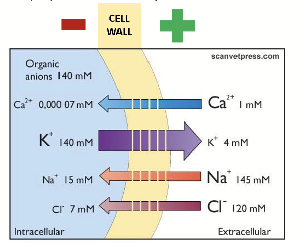 <p>Passive leakage of ions through channels (via concentration gradient - PASSIVE). Resting membrane is permeable to K<sup>+</sup>&nbsp;and barely permeable to Na<sup>+</sup>, Ca<sup>2+</sup>, and Cl<sup>-</sup>&nbsp;(therefore, positive charges accumulate outside → positive charge on outside of cell, negative charge on inside of cell).</p>