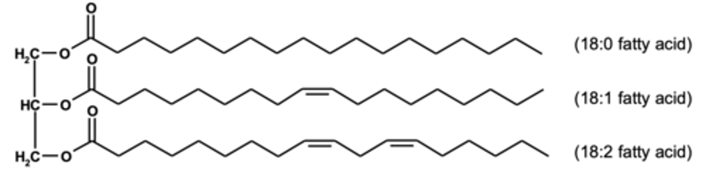 <p>- Storage form of fatty acids.</p><p>- Broken down to form energy.</p>
