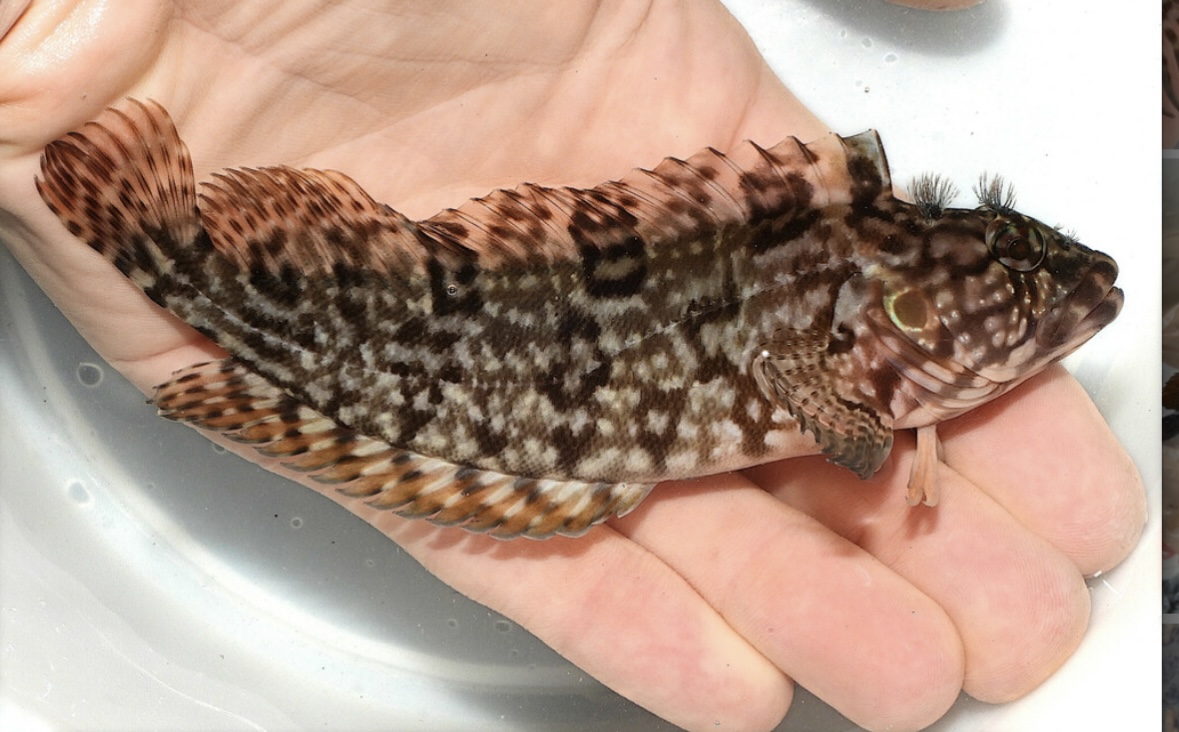 <p>red-brown color with darker markings and stripes</p><p>face will have dark markings</p><p>rounded tail fin</p>