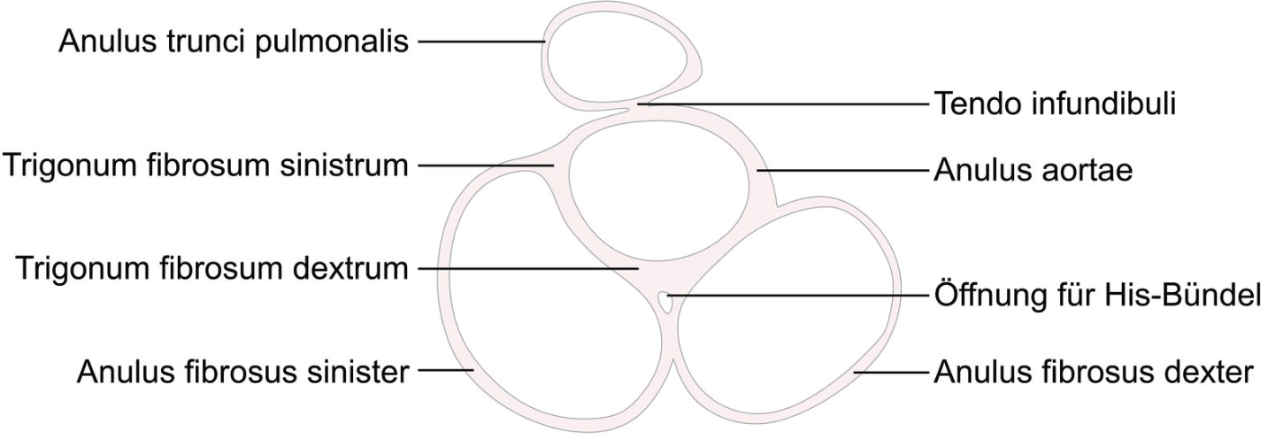 <p>B. Aortic valve – Mitral valve – Tricuspid valve</p>