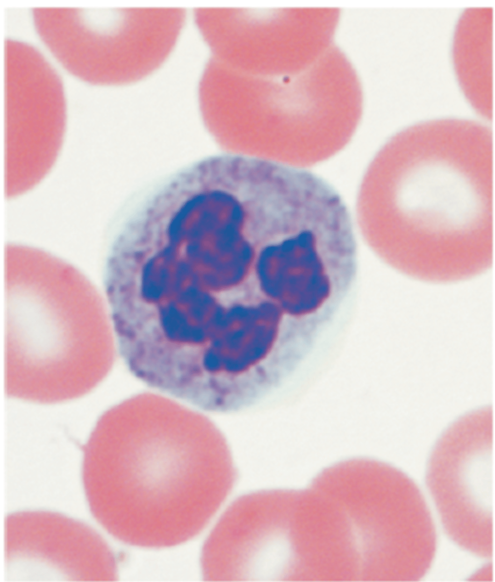 <p><span><span>nuggets </span></span></p><p><span><span>circulating WBCs</span><span><br></span><span>Multilobe nuclei (2-5) nuclei</span><span><br></span><span>Most abundant</span></span></p>