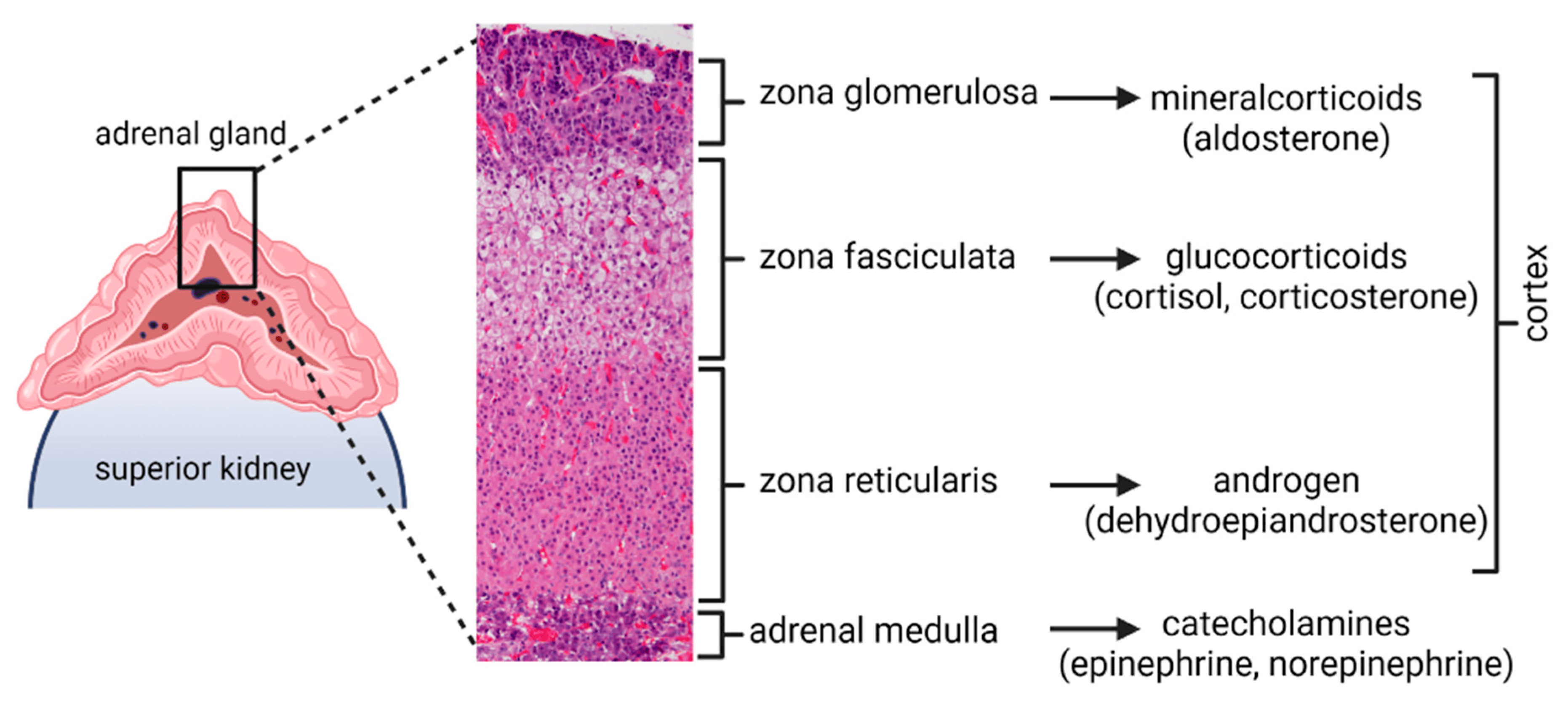 <ol><li><p>Zona glomerulosa (ytterst)</p></li><li><p>Zona fasiculata.</p></li><li><p>Zona reticularis (innerst)</p></li></ol><p>De olika lagren uttrycker olika CYP-enzymer → olika hormoner bildas. </p>