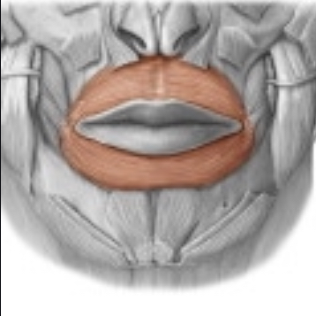 <p>what is this muscle?</p>