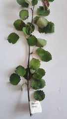 Populus tremula