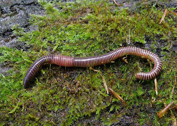 <p>Kmeň: Annelida (obrúčkavce)<br>Trieda: Clitellata (opaskovce)<br>Podtrieda: Oligochaeta (máloštetinavce)</p>