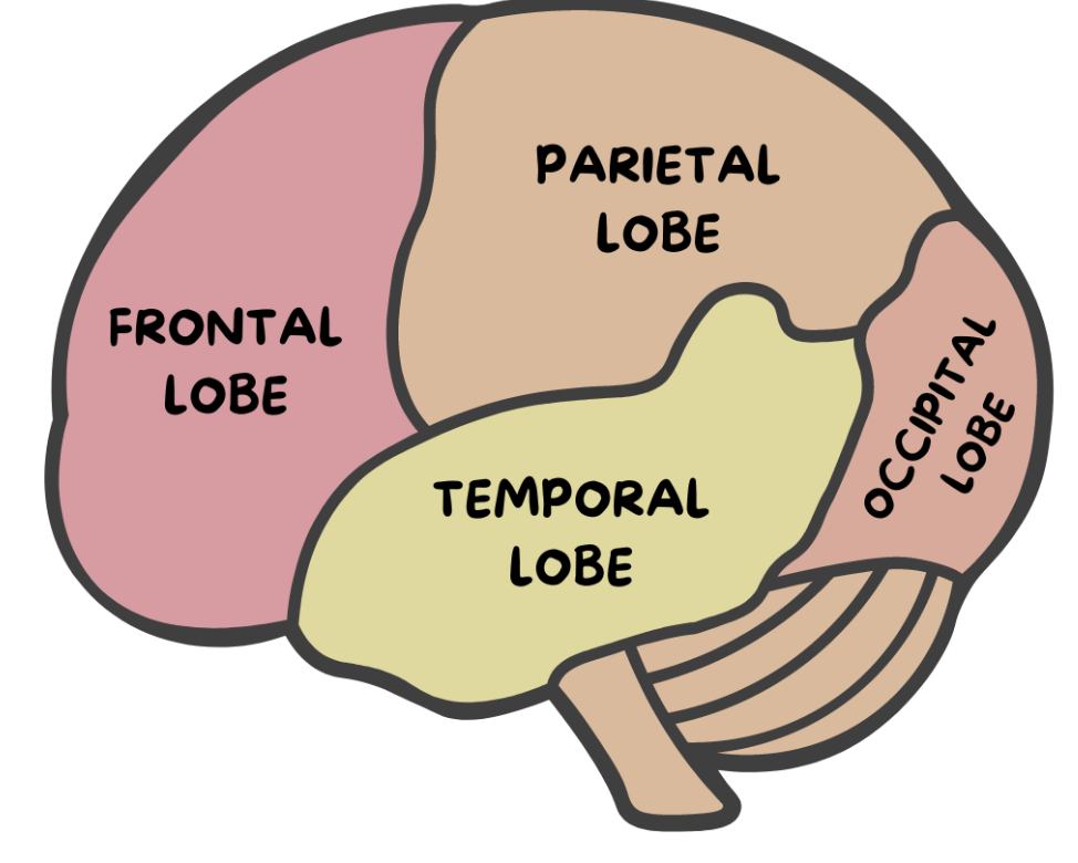<p>Frontal Lobe, Occipital Lobe, Parietal Lobe, Temporal Lobe. </p><p><span style="background-color: transparent; font-family: "Gill Sans", sans-serif;">The lobes of the brain refer to the <em>four main regions</em> or sections into which the cerebral cortex, the outer layer of the brain, is divided.</span></p>