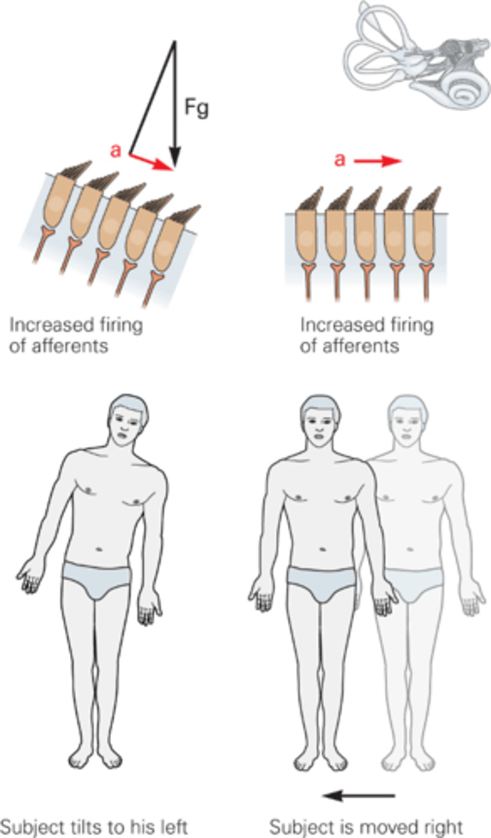 <p>______________ and ___________ are heavier, they won't move as quickly as the rest of the body so they drag the hair bundles in that direction</p>