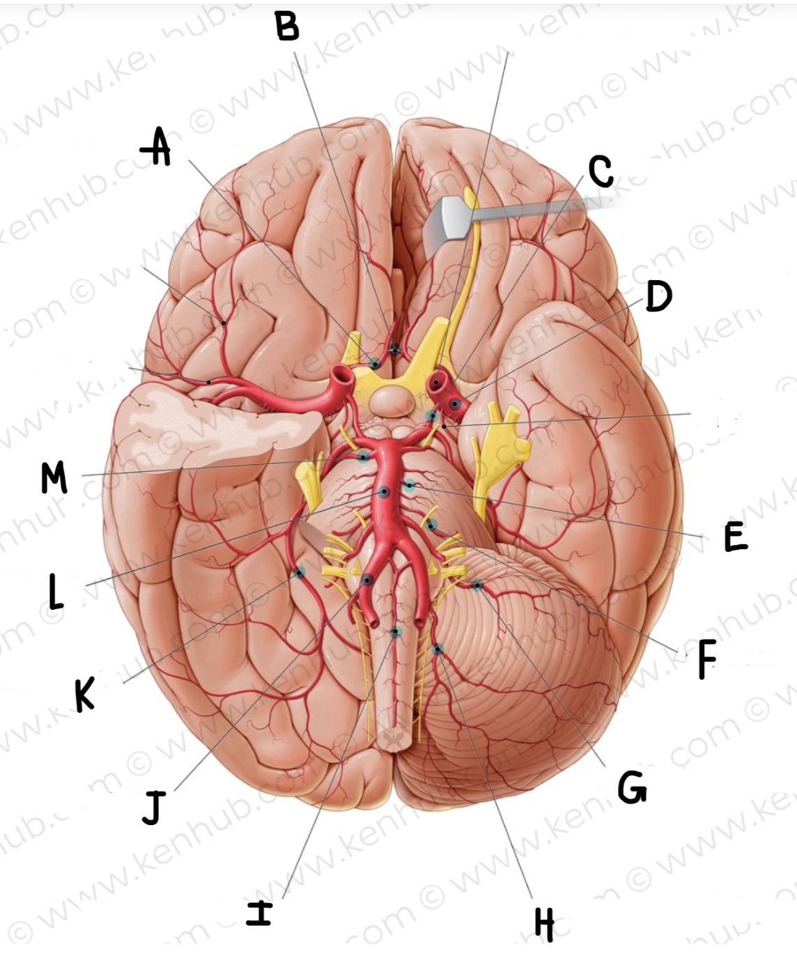 <p>What is the name of the artery labeled D?</p>