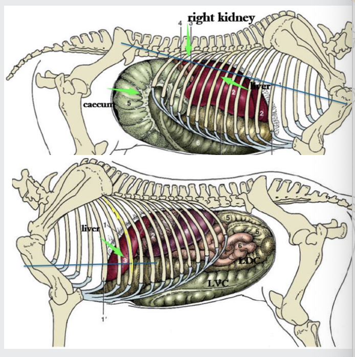 <p>Lies completely within the ribcage</p><p></p><p>Located obliquely across the diaphragm with the left lobe ventral and right lobe dorsal</p><p></p><p>Caudal margin reaches the 15th ICS</p><p></p><p>You can do liver biopsy at either the :</p><p></p><ul><li><p>12th ICS (intercostal space- count from caudal end): on a line between the tuber coxae (hip) and point of the shoulder (right-hand side)</p></li></ul><p></p><ul><li><p>8th ICS: at the level of the deltoid tuberosity of the humerus (right-hand side)</p></li></ul><p></p>