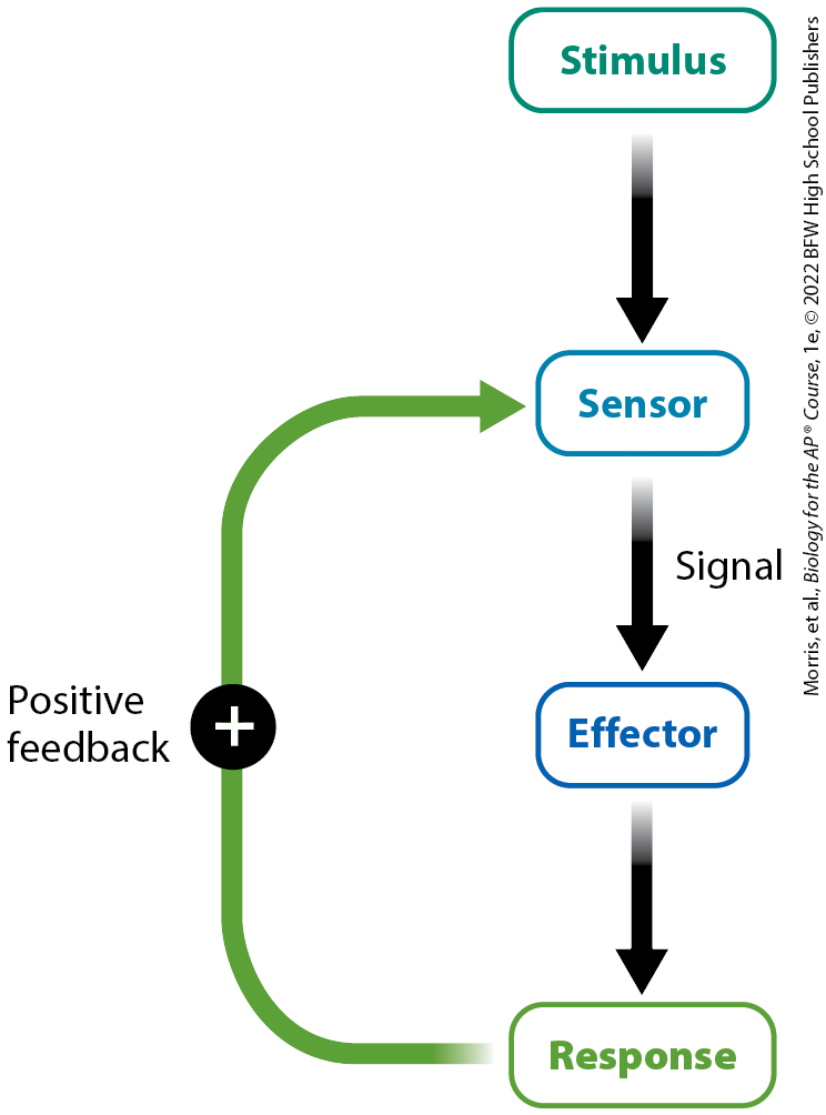 <p>signals become amplified after a signaling system has been initiated; In positive feedback, responses are amplified. A stimulus acts on a sensor to release a signal. The signal acts on an effector to cause a response. The response in turn stimulates more signal release from the sensor, amplifying the overall response to the initial stimulus over time</p>