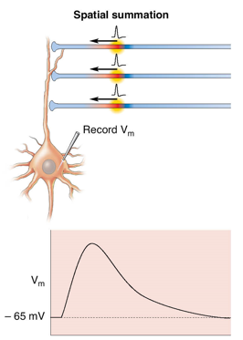 <p>EPSPs generated simultaneous at different sites</p>